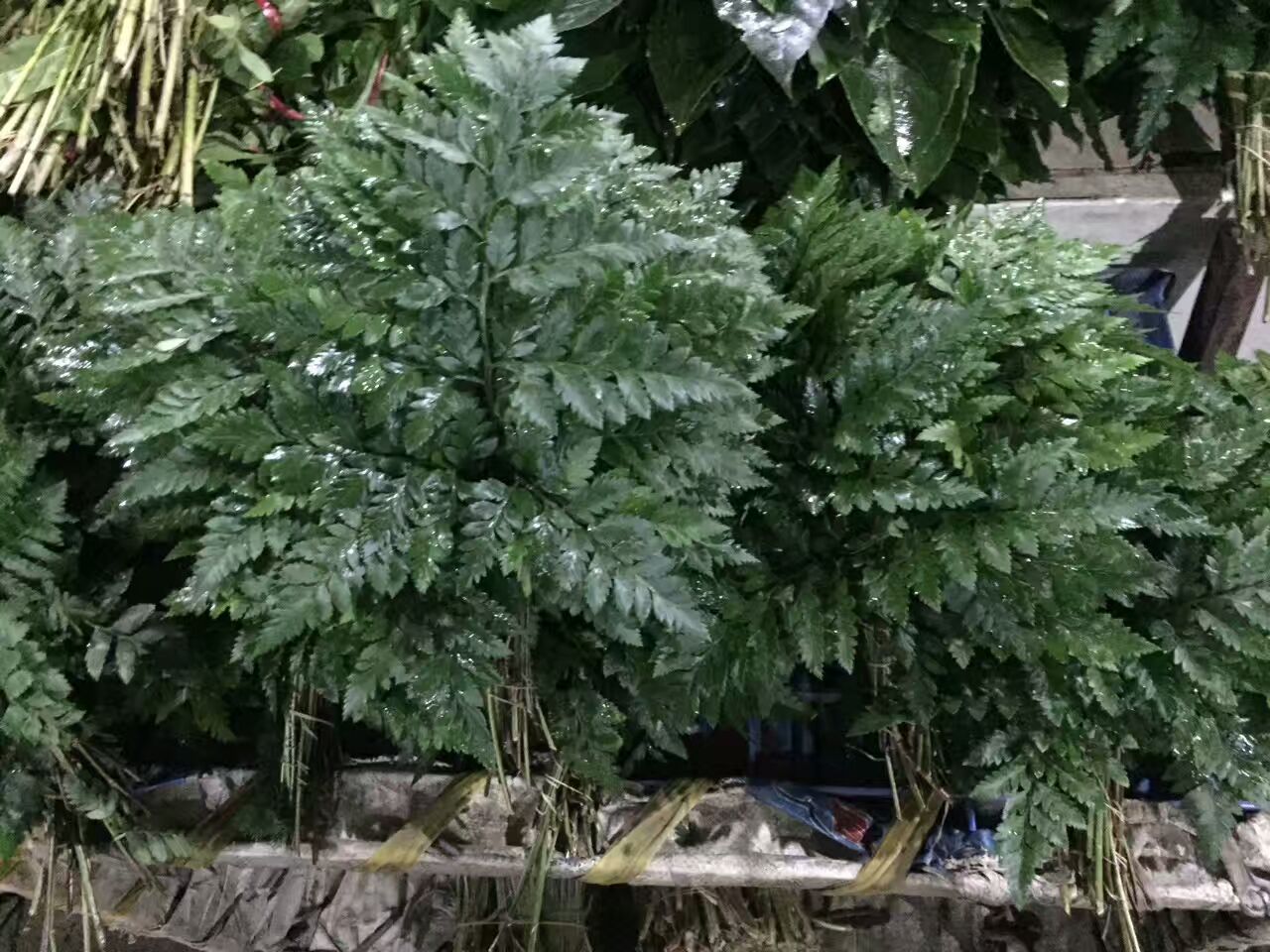 看了这些图，下次去花店你就能把花店里的花花草草叫出名字来了！