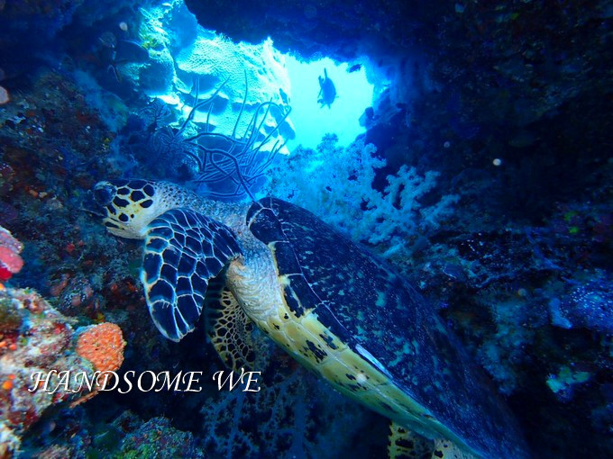 没水母湖的帕劳,帕劳水母湖怎么去