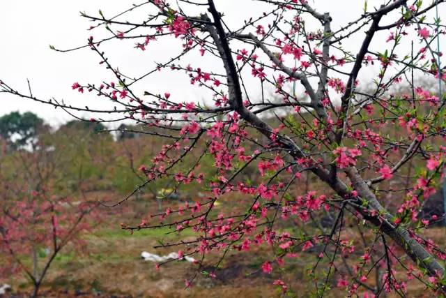 说走就走的踏青,说走就走的看花之旅