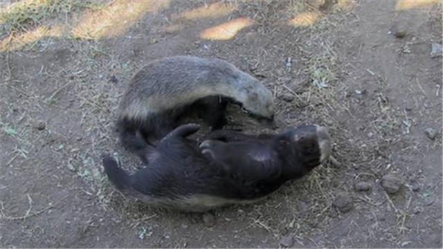 蜜獾平头哥日记,平头哥蜜獾越狱动画