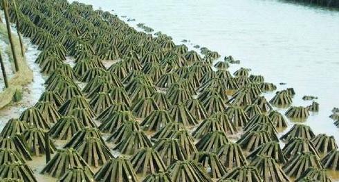 致富经创业项目农村养殖,致富经里的农村养殖项目有哪些