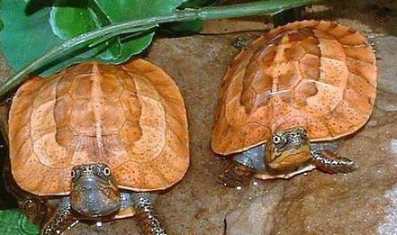 世界已经灭绝的十大名龟视频,中国十大灭绝乌龟排名