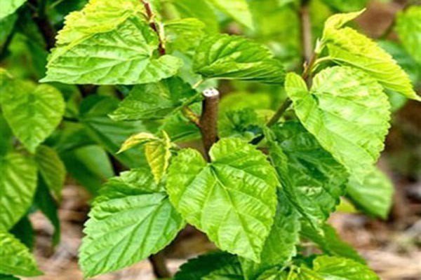 它们都是鼻炎的克星，但很多人都不认识它们，更不知道它们的用处