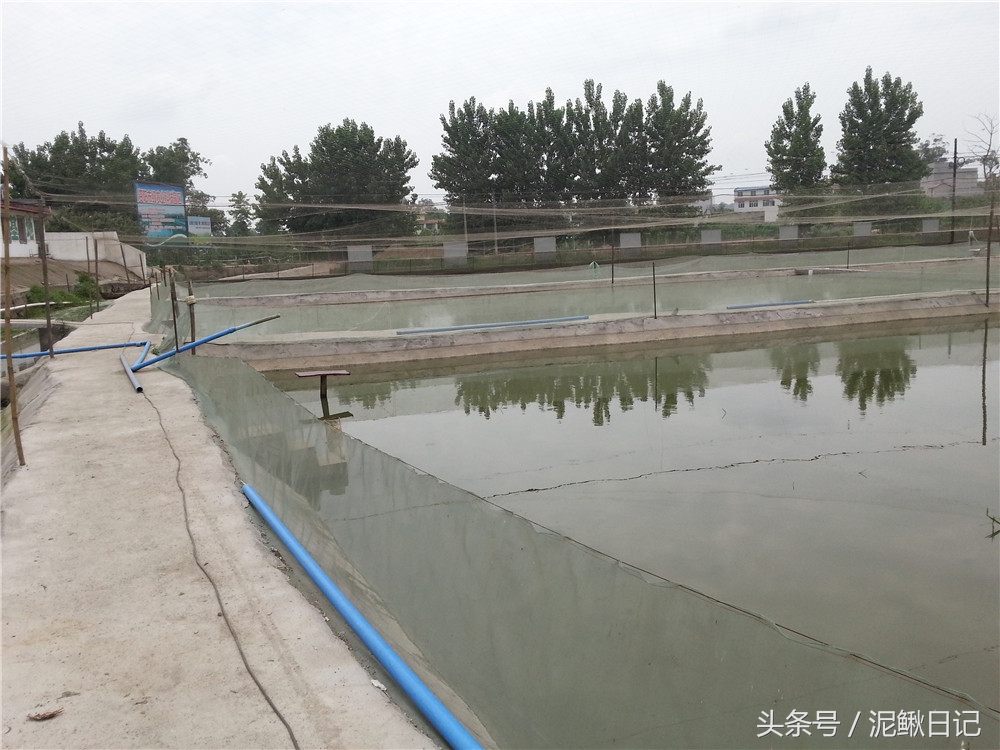 泥鳅苗什么时候投放,泥鳅苗养殖过程中需要投放什么药