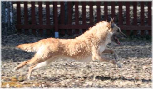 养这些牧羊犬，主子们可得好好调教，不然分分钟给甩脸色！