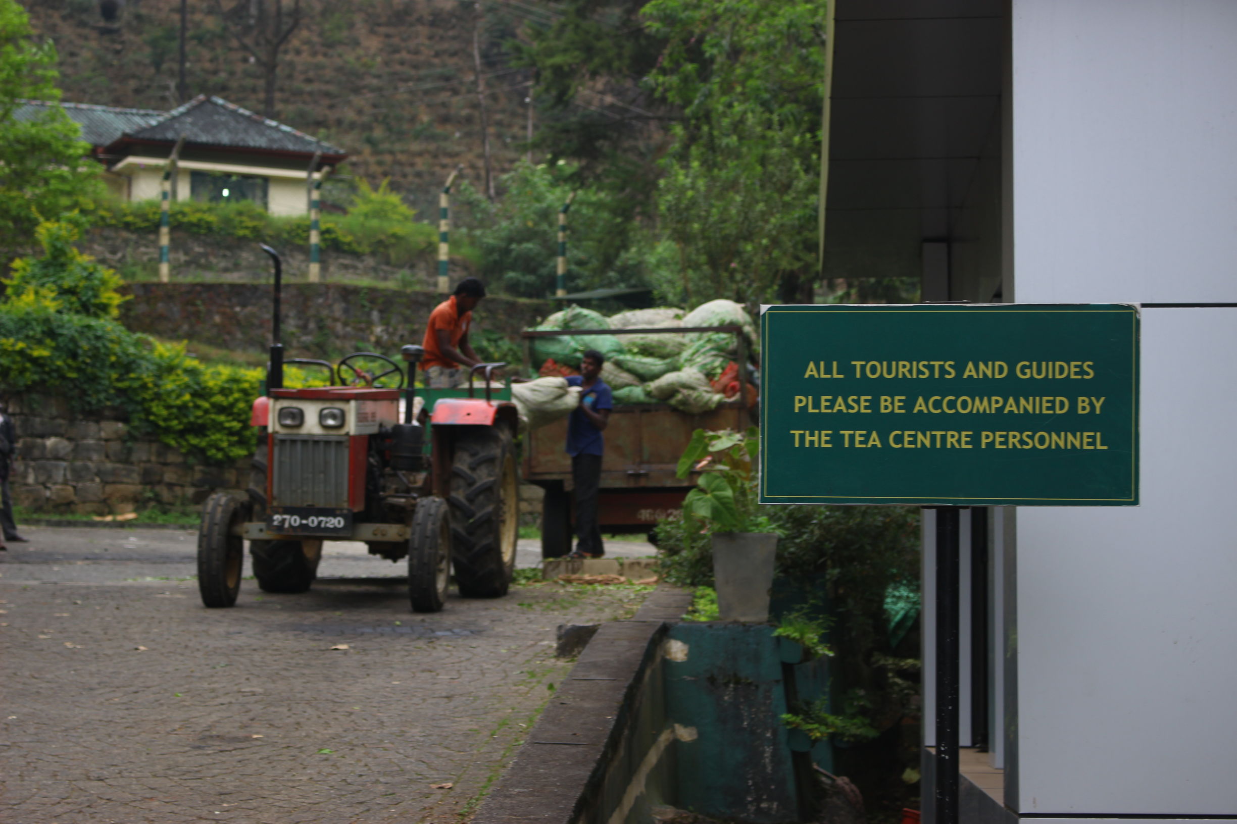 锡兰红茶出名原因分析,锡兰红茶和中国红茶本质区别