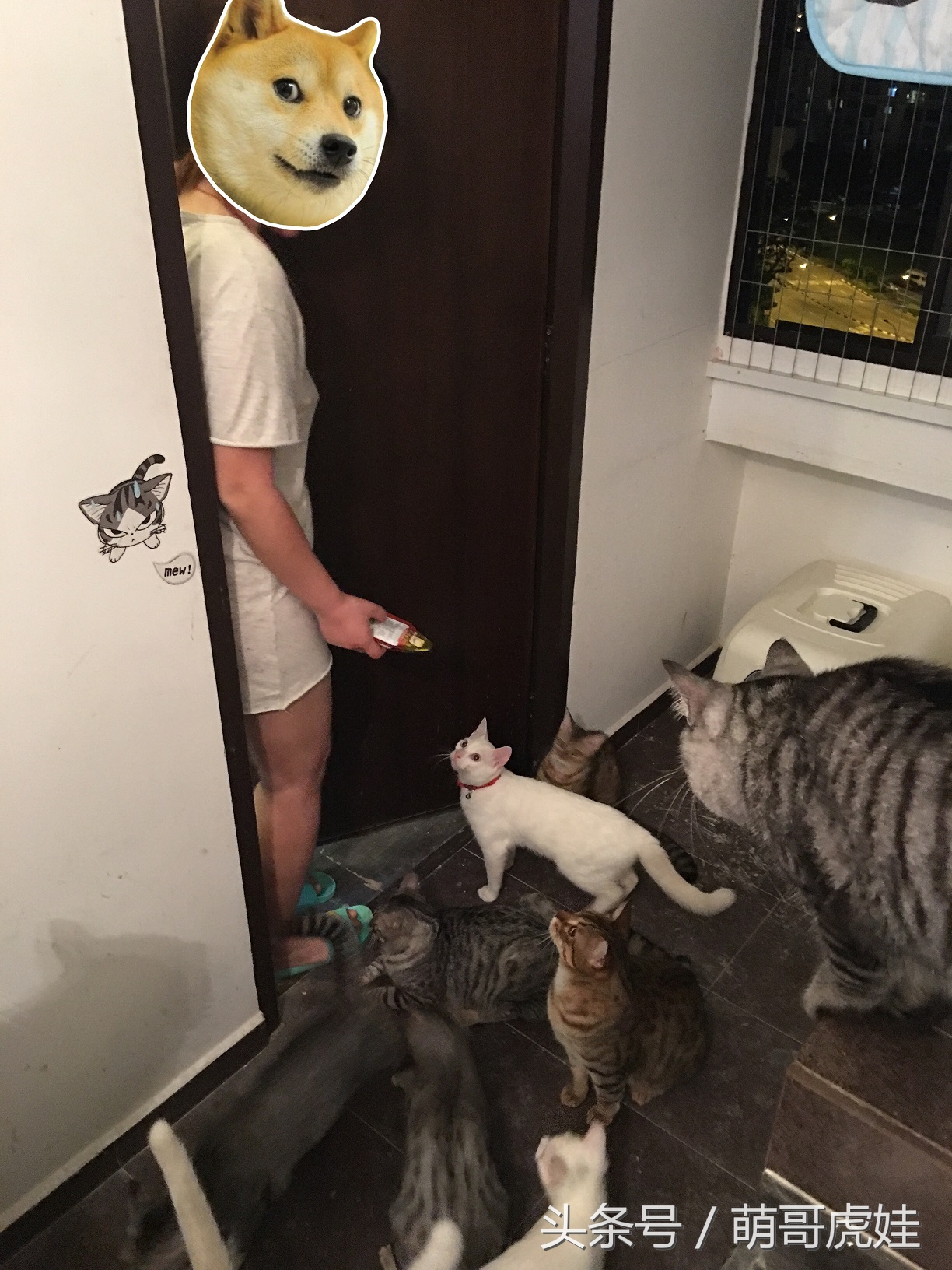 被铲屎官惊到的喵星人,喵星人在铲屎官吃饭的时候捣乱