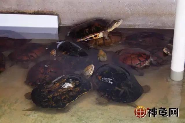 南石龟为什么建议养,为什么人家推荐养龟就养南石龟