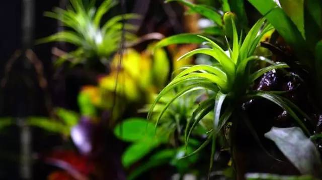水族箱草缸开缸教程新手入门,雨林缸开缸多久植物才会稳定