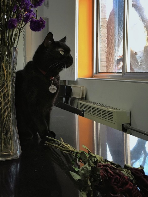 胡同里的办公室–方家胡同WEI建筑