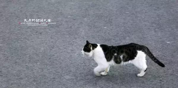 大连外国语大学现在让进吗,大连外国语大学怎么样了