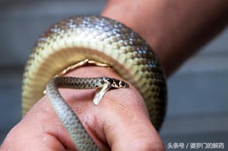 如何避免被动物咬伤,不小心被动物抓伤怎么办