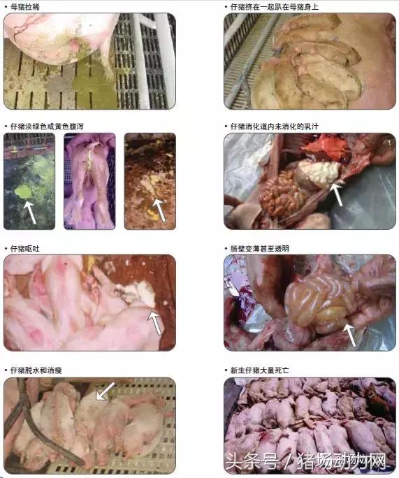 猪病毒性腹泻与流行性腹泻的区别,流行性猪腹泻
