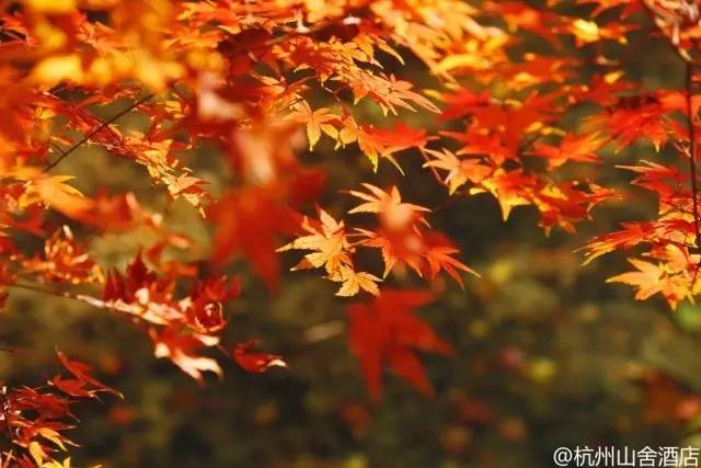 杭州旅游攻略酒店住宿三天两晚,杭州旅游攻略住宿排名