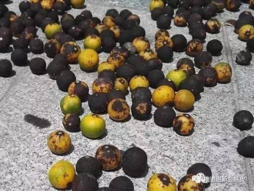 新会柑胎和广西柑胎的外形区别,新会柑胎介绍