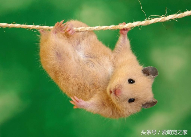 怎么判断自己养的仓鼠是什么品种,仓鼠类中哪只仓鼠最好养