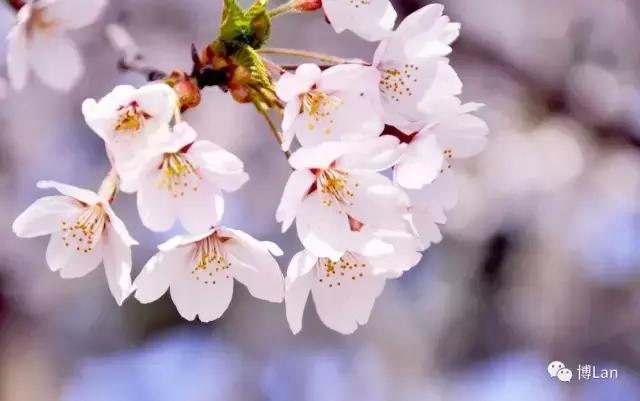 又到樱花季,又到了樱花绽放的季节