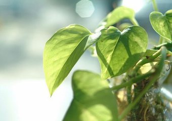 如何快速栽培绿萝花卉,如何种植扦插绿萝花卉