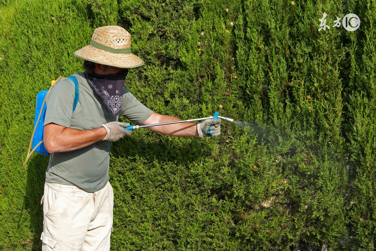 被农药药害坑了？不要慌！一定要做好这三件事