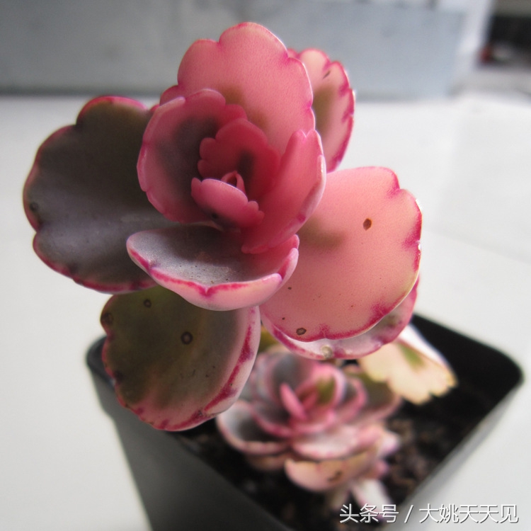 多肉百科之玉吊钟：一个从叶边发芽的多肉