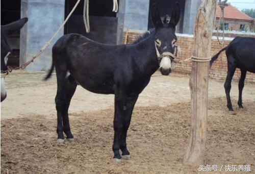 养驴一头驴能挣多少钱,养驴一只能赚多少钱