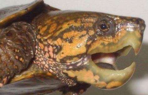 世界已经灭绝的十大名龟视频,中国十大灭绝乌龟排名