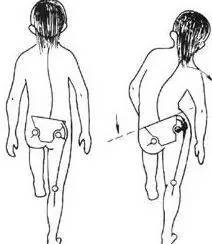 小腿结构图示图片,小腿骨骼构造示意图