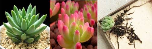 进口块根多肉植物,进口多肉植物哪里进货