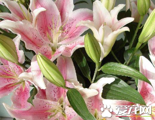 鲜百合为什么有苦的,百合营养成分表