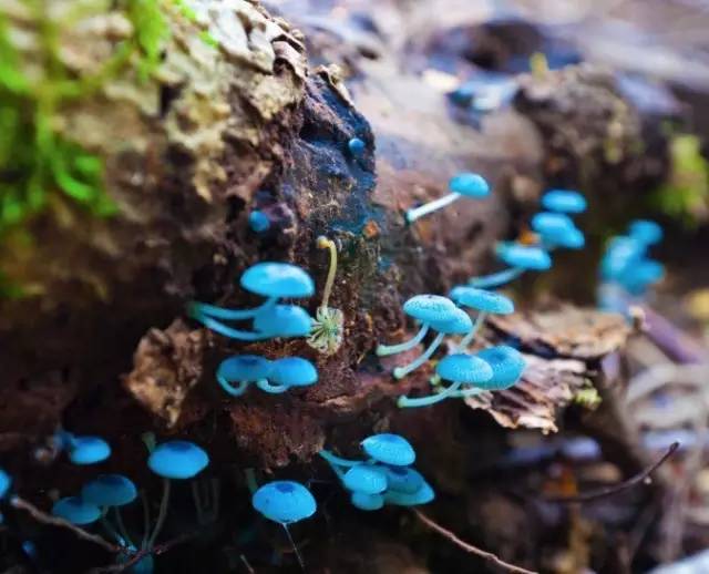 探路者斜挎包小包,探路者登山背包小包