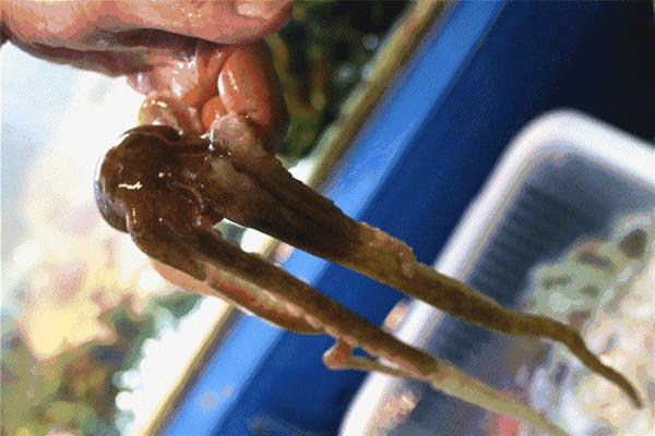 大连海洋馆搬运动物,大连海鲜搬运工