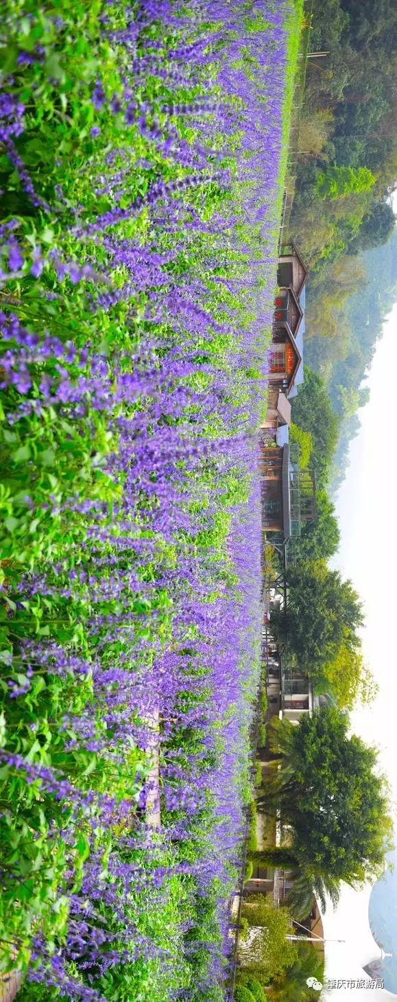 广东哪里的花海最美五月,肇庆德庆盘龙峡薰衣草