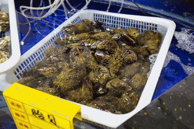 大连空运来的海洋馆，这家海鲜仓库简直是大海的搬运工对不起，你们的皮皮虾已经被我炒了