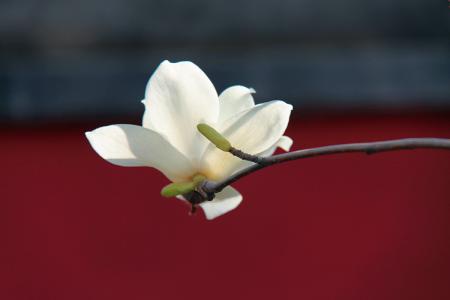 春暖花开人间四月天春游好去处,清明青岛市内赏花好去处