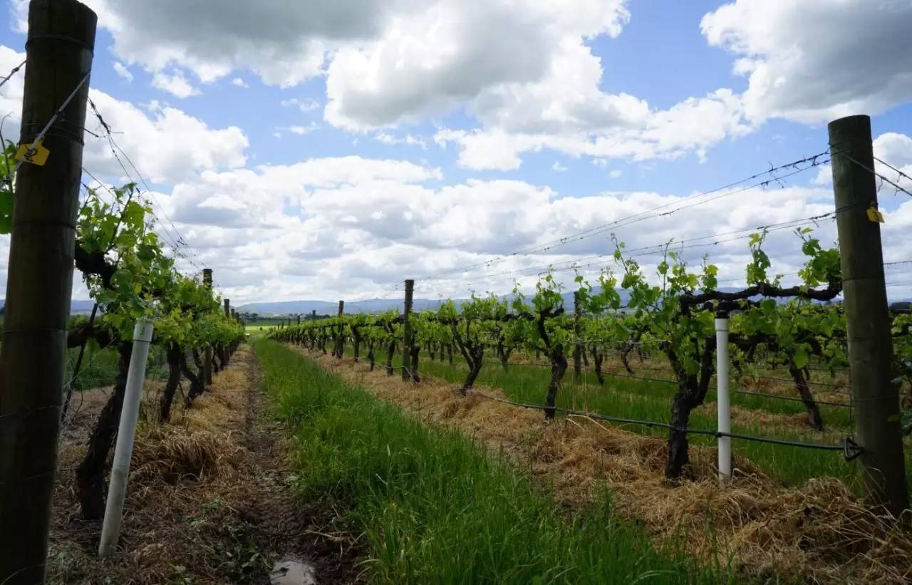 图说：在澳洲的日常（2）｜陈秋平