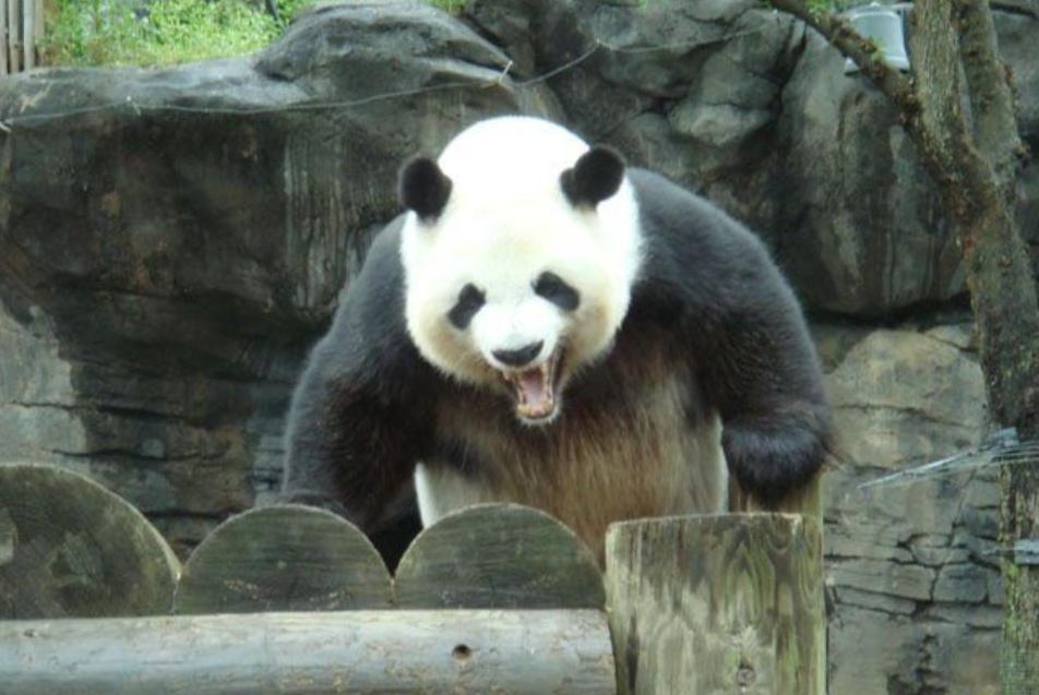 长沙为啥是国足的福地,长沙是男足和男篮的福地
