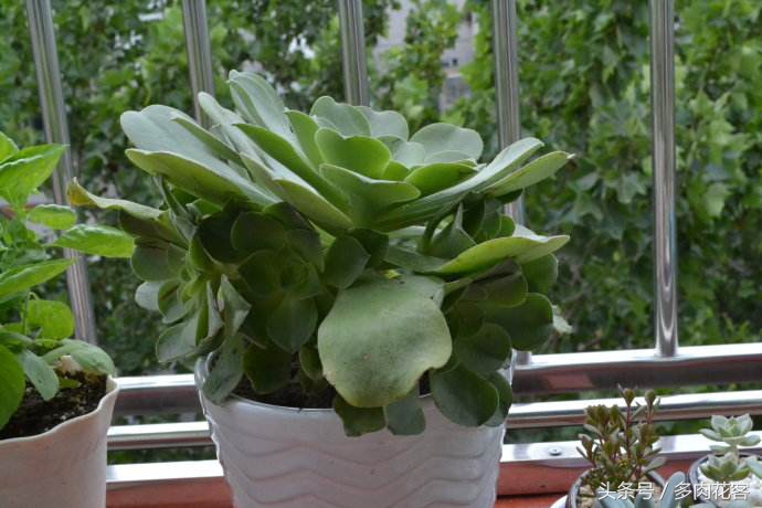 适合新手小白的多肉植物,玉龙观音多肉怎么才能多头
