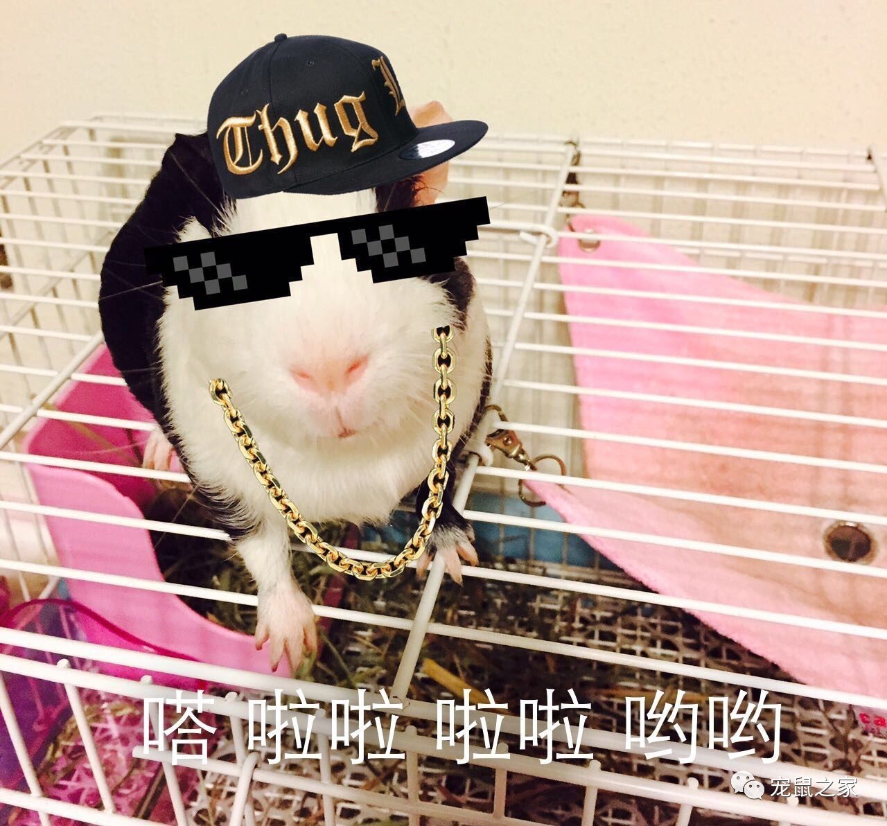 荷兰猪外出郊游,操心的事太多,其实只要做到这几点就可以了