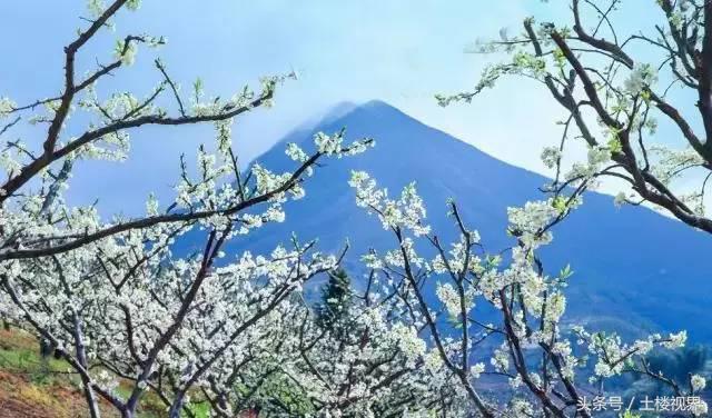 龙岩赏花景点,龙岩的花海