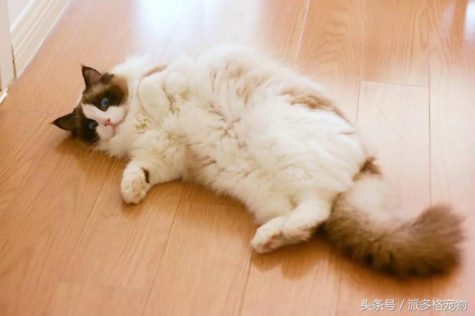 宠物肚皮上小秘密还挺多，当然手感也是一级棒！