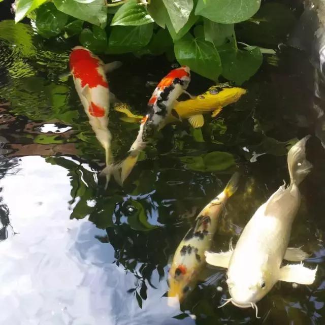 锦鲤水景三月天，赏心悦事别家院