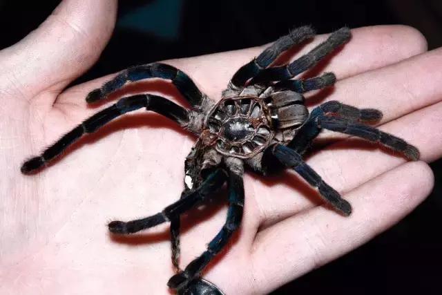 泰国金属蓝形态特点,泰国金属蓝蜘蛛