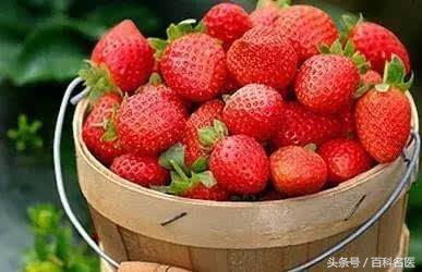 网传“激素草莓”的说法靠谱吗？事实超乎你的想象！