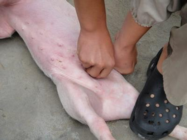教你如何阉仔猪,小仔猪正确阉猪方法