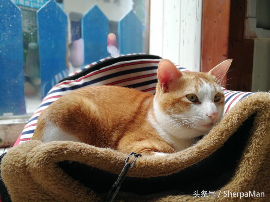 荣耀9体验怎么样,荣耀v9升级鸿蒙系统体验