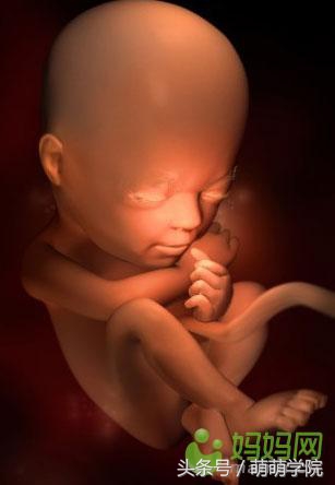 胎儿发育40周全过程b超影像,胎儿1-40周发育过程图高清