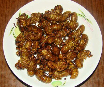 一些奇奇怪怪的虫子美食,各种虫子美食大总结