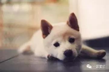 养宠经验分享狗狗伤口化脓怎么办,狗狗中毒急救