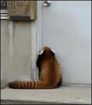 小狗狗的腿也太细了,小狗的腿伸不直该怎么办