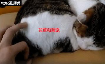 猫咪睡觉主人故意打醒,猫咪睡着了摸它突然就咬我